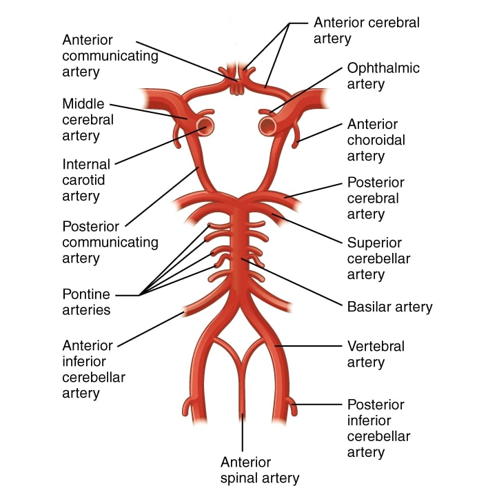 Caption: Illustration of the Circle of Willis, and other major arteries of the cerebrovascular system. Case courtesy of OpenStax College, <a href="https://radiopaedia.org/">Radiopaedia.org</a>. From the case <a href="https://radiopaedia.org/cases/42608">rID: 42608</a>