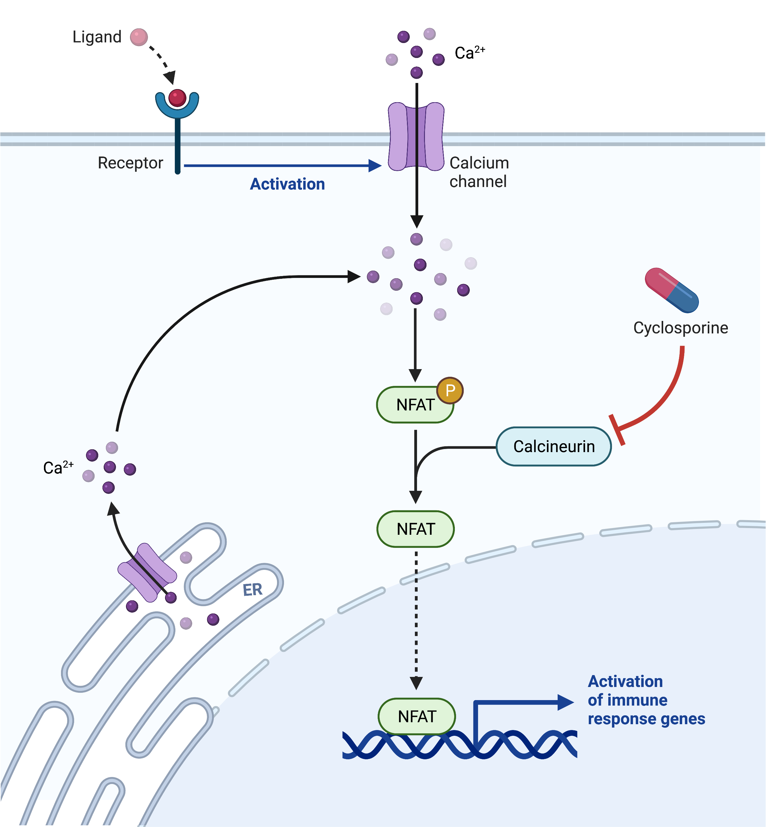 COVID-19 and Liver Transplants are mutually exclusive – Fact or Fiction ...