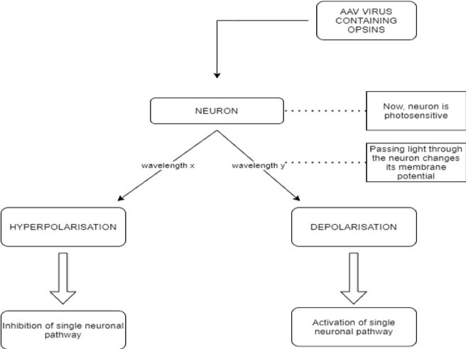 Figure 1: Chart showing basic optogenetic method